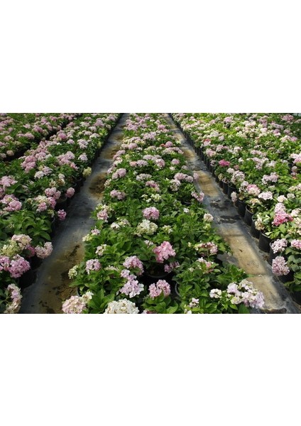Ortanca Fidanı 1 Adet - Saksılı 20-40 cm