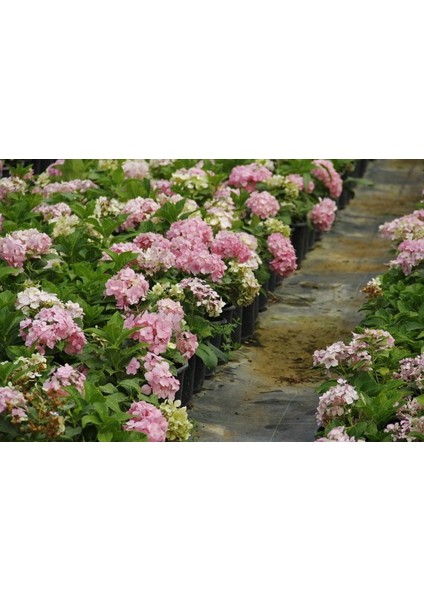 Ortanca Fidanı 1 Adet - Saksılı 20-40 cm