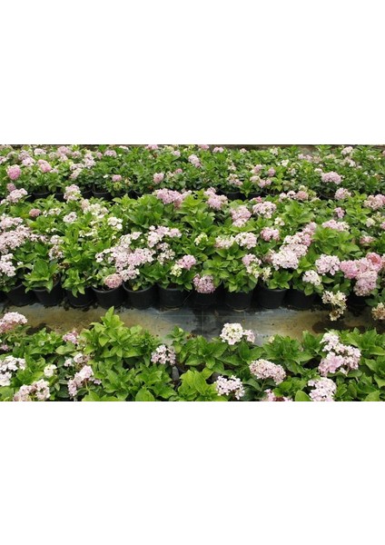 Ortanca Fidanı 3 Adet - Saksılı 20-40 cm