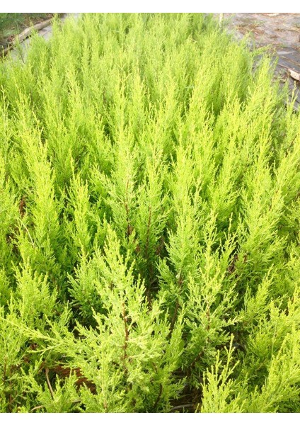 Limon Servi 5 Adet Çit Bitkisi - Aşılı Çit Bitkisi