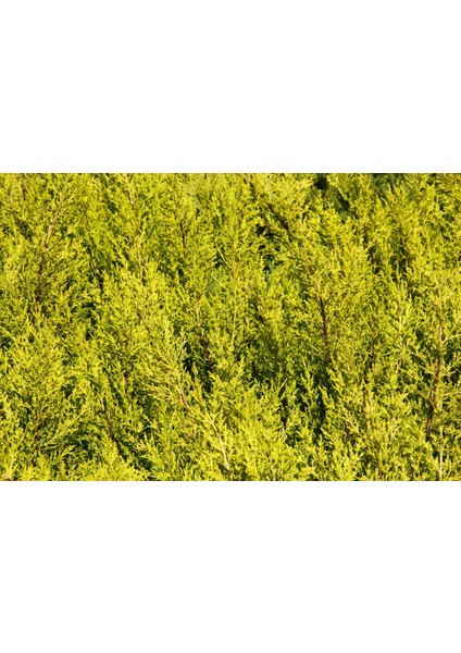 Limon Servi 5 Adet Çit Bitkisi - Aşılı Çit Bitkisi