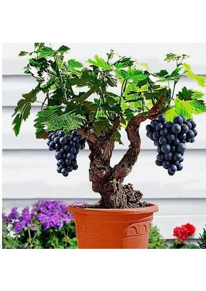 Murat Tohum Bodur Bonsai Siyah Üzüm Ağacı Tohumu 5 Adet Tohum