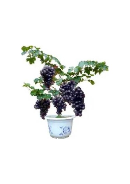 Murat Tohum Bodur Bonsai Siyah Üzüm Ağacı Tohumu 5 Adet Tohum fiyatları