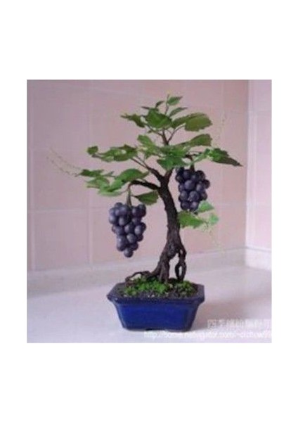 Murat Tohum Bodur Bonsai Siyah Üzüm Ağacı Tohumu 5 Adet Tohum modelleri