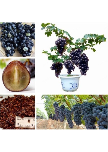 Murat Tohum Bodur Bonsai Siyah Üzüm Ağacı Tohumu 5 Adet Tohum fırsatları