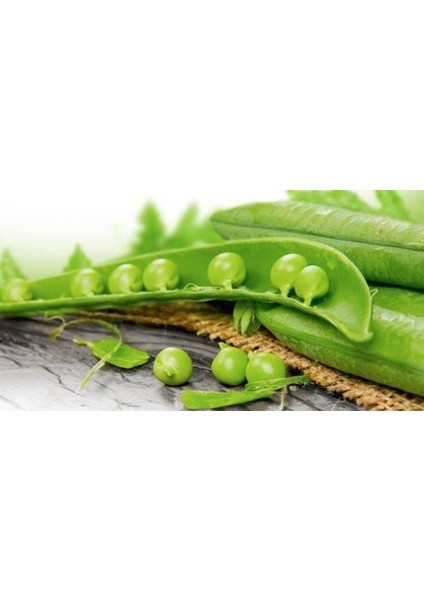 Murat Tohum Bezelye Tohumu Geleneksel Bezelye Tohumu 20 Adet Tohum modelleri