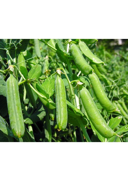 Murat Tohum Bezelye Tohumu Geleneksel Bezelye Tohumu 20 Adet Tohum fırsatları