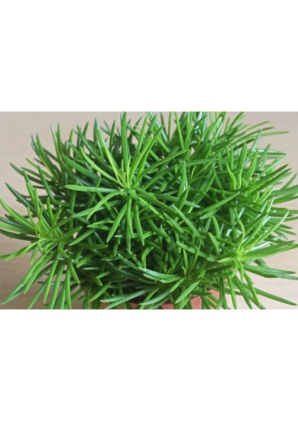 Senekio Barbertonicus Himalaya - 5 Adet Sukulent - Teraryum
