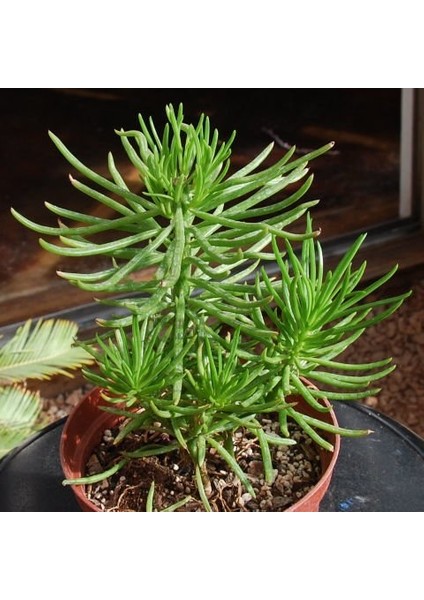 Senekio Barbertonicus Himalaya - 5 Adet Sukulent - Teraryum