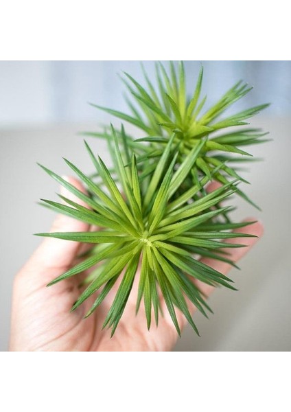 Senekio Barbertonicus Himalaya - 5 Adet Sukulent - Teraryum