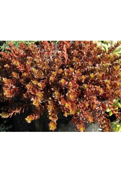 Sedum Vodoo 45 Adet - Kırmızı Yer Örtücü, Sukulent Teraryum Bitki