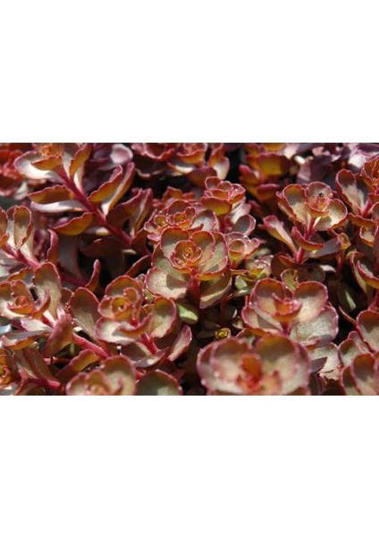 Sedum Vodoo 45 Adet - Kırmızı Yer Örtücü, Sukulent Teraryum Bitki