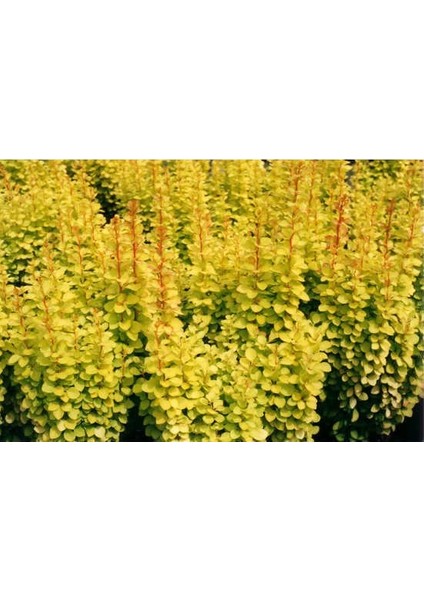 Sarı Berberis 3 Adet - Renkli Çit Bitkisi