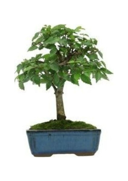 Murat Tohum Bodur Bonsai Beyaz Dut Ağacı Tohumu 5 Adet Tohum