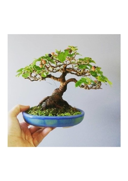 Murat Tohum Bodur Bonsai Beyaz Dut Ağacı Tohumu 5 Adet Tohum