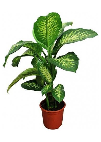 Difenbahya Salon Bitkisi - Dieffenbachia Tropic Snow 60-80 cm