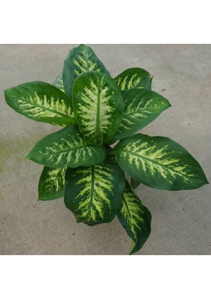 Difenbahya Salon Bitkisi 5 Adet - Dieffenbachia Tropic Snow 60-80