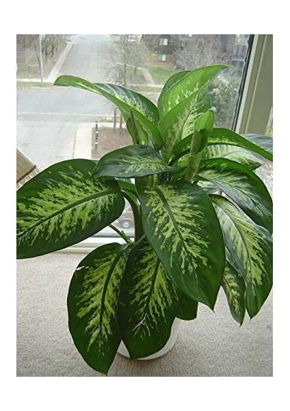 Difenbahya Salon Bitkisi 3 Adet - Dieffenbachia Tropic Snow 60-80