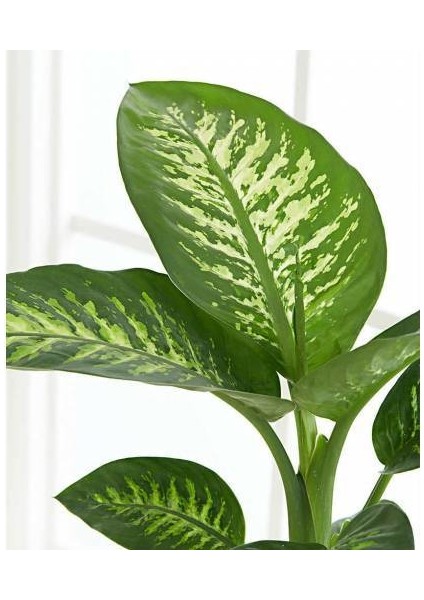 Difenbahya Salon Bitkisi 3 Adet - Dieffenbachia Tropic Snow 60-80 modelleri