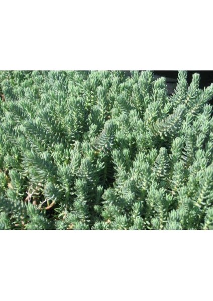 Sedum Reflexum 90 Adet - Teraryum Için Sukulent Bitki