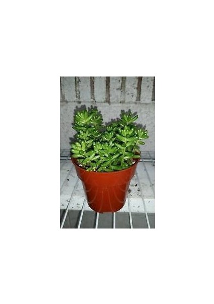 Sedum Rubrotınctum 180 Adet - Teraryum Için Sukulent Yer Örtücü B