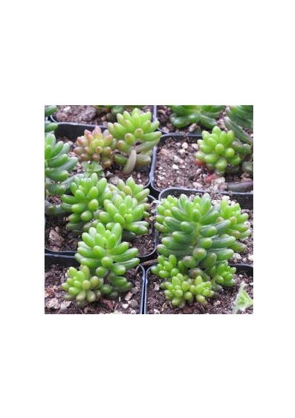 Sedum Rubrotınctum 180 Adet - Teraryum Için Sukulent Yer Örtücü B