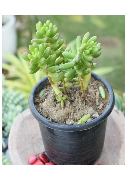 Sedum Rubrotınctum 180 Adet - Teraryum Için Sukulent Yer Örtücü B