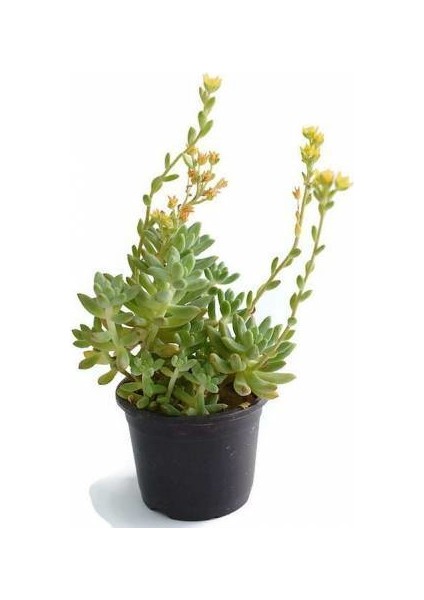 Sedum Rubrotınctum 180 Adet - Teraryum Için Sukulent Yer Örtücü B