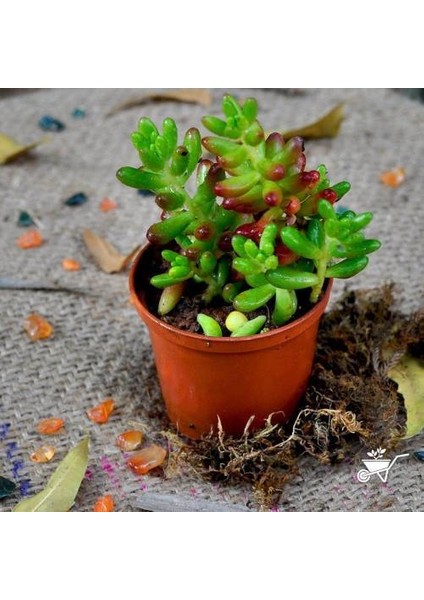 Sedum Rubrotınctum 180 Adet - Teraryum Için Sukulent Yer Örtücü B