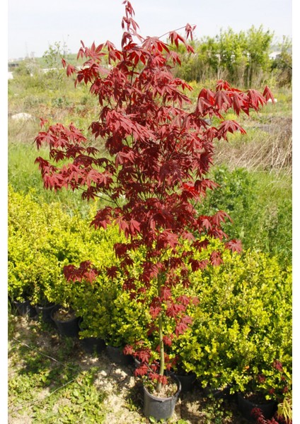 Kırmızı Japon Akçaağacı 150 - 200 cm
