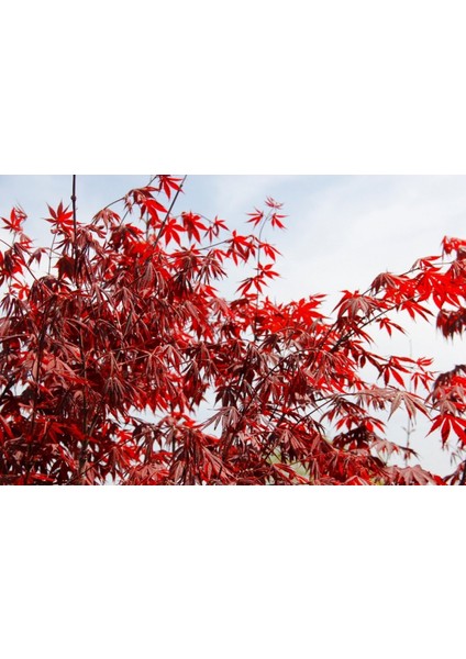 Kırmızı Japon Akçaağacı 150 - 200 cm