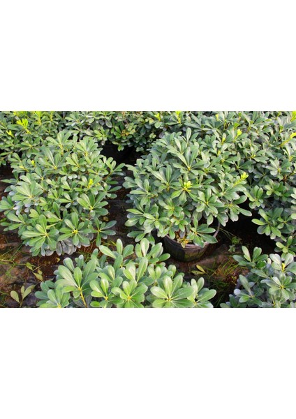 Pitosporum 1 Adet Paket - Yer Örtücü Dış Mekan Bitkisi