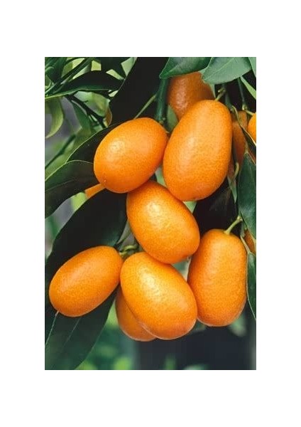 Kumkuat Fidanı 3 Yaşında