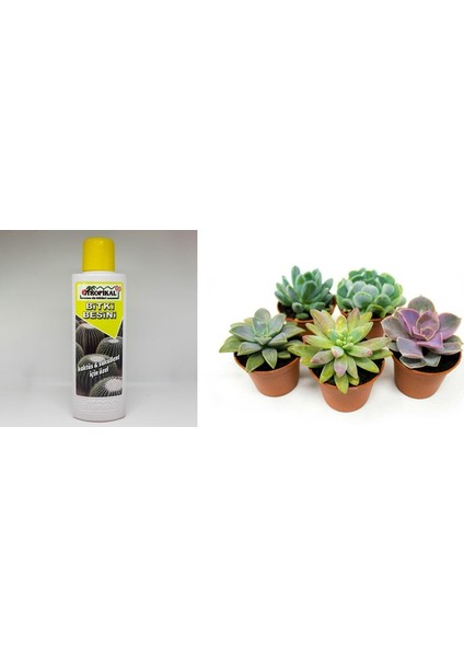 Tropikal Kaktüs Sukulent Besini 6 Adet - 225 ml