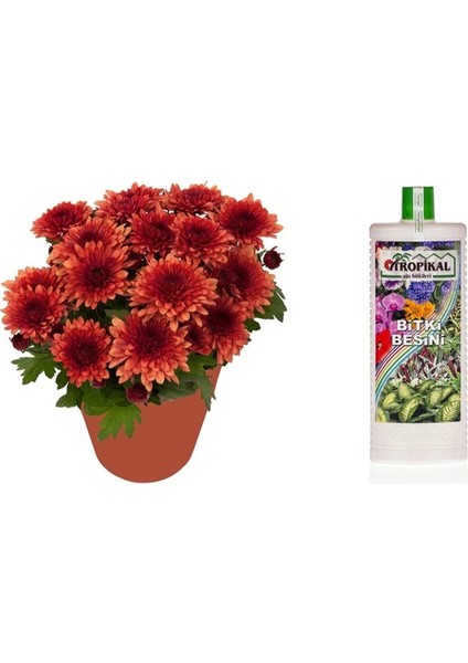 Tropikal Bitki Besini 6 Adet - Genel Kullanım 1000 ml