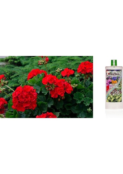 Tropikal Bitki Besini 6 Adet - Genel Kullanım 1000 ml