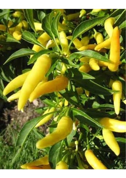 Murat Tohum Turşuluk Sarı Yemelik Süs Biberi Tohumu Sarı Süs Biberi Tohumu 25 Adet Tohum