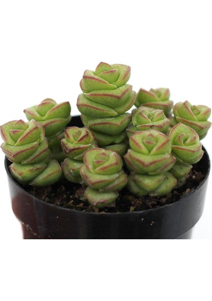 Crassula Jade Necklace Sukulent