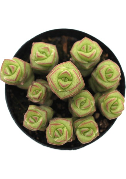 Crassula Jade Necklace Sukulent fiyatları