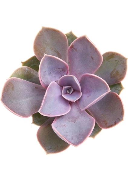 Echeveria Perle Von Nurnberg Sukulent