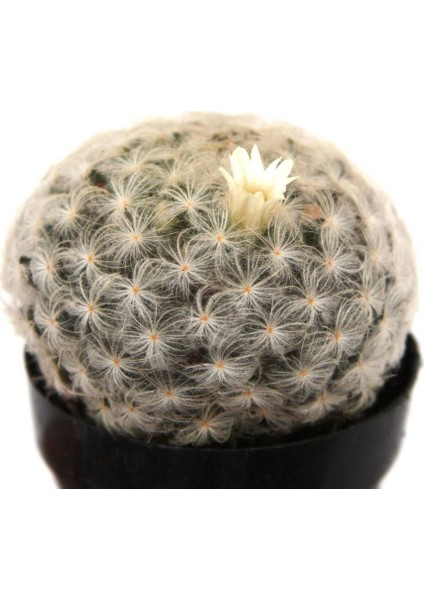 Mamillaria Plumosa Feather Kaktüs