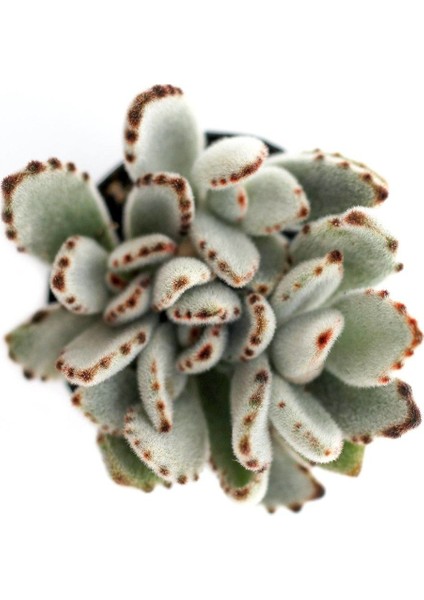 Kalanchoe Tomentose Panda Sukulent