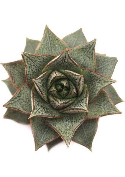 Echeveria Porpusorum Sukulent