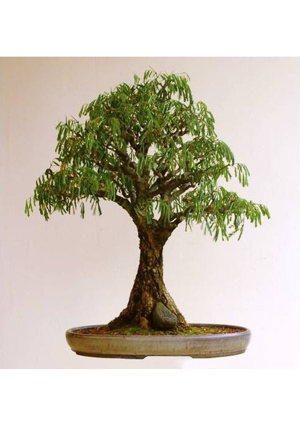 Murat Tohum Bodur Bonsai Kıbrıs Akasyası Tohumu 5 Adet Tohum