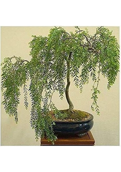 Murat Tohum Bodur Bonsai Kıbrıs Akasyası Tohumu 5 Adet Tohum fiyatları