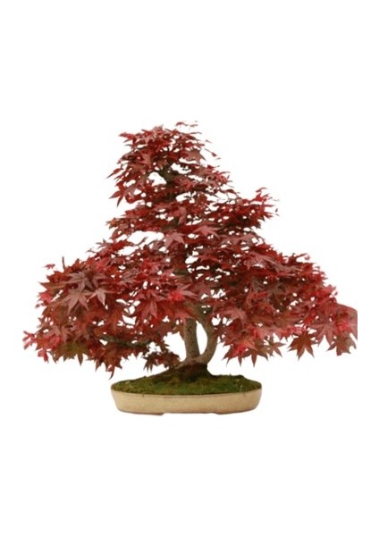 Murat Tohum Bodur Bonsai Flamingo Ağacı Tohumu 5 Adet Tohum