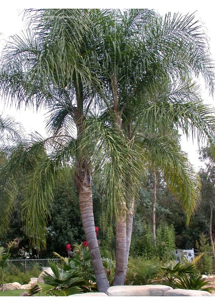 Murat Tohum Cocos Palmiye Ağacı Tohumu Cocos Nucifera Hindistan Cevizi Ağacı 3 Tohum