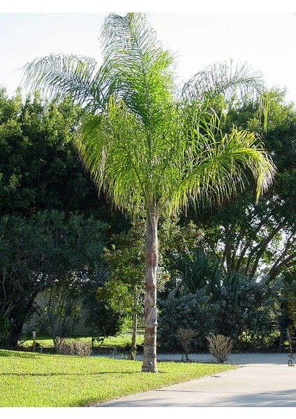 Murat Tohum Cocos Palmiye Ağacı Tohumu Cocos Nucifera Hindistan Cevizi Ağacı 3 Tohum