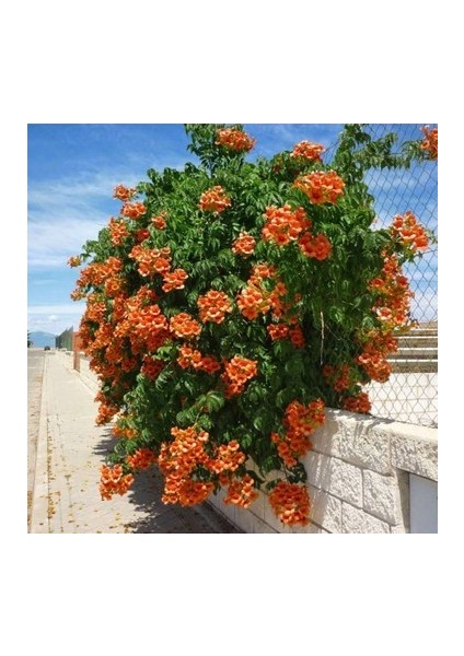 Murat Tohum Turuncu Acem Borusu Ağacı Tohumu 25 Adet Tohum