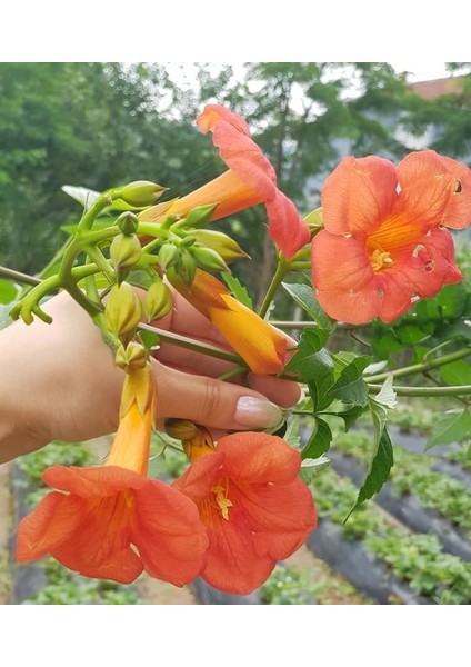 Murat Tohum Turuncu Acem Borusu Ağacı Tohumu 25 Adet Tohum fiyatları